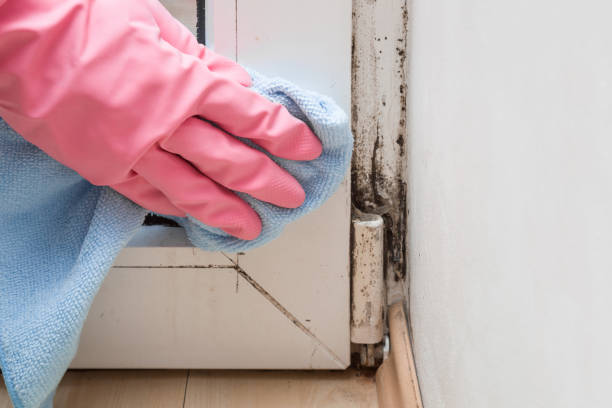 Best HVAC Mold Remediation in Egypt Lake Leto, FL